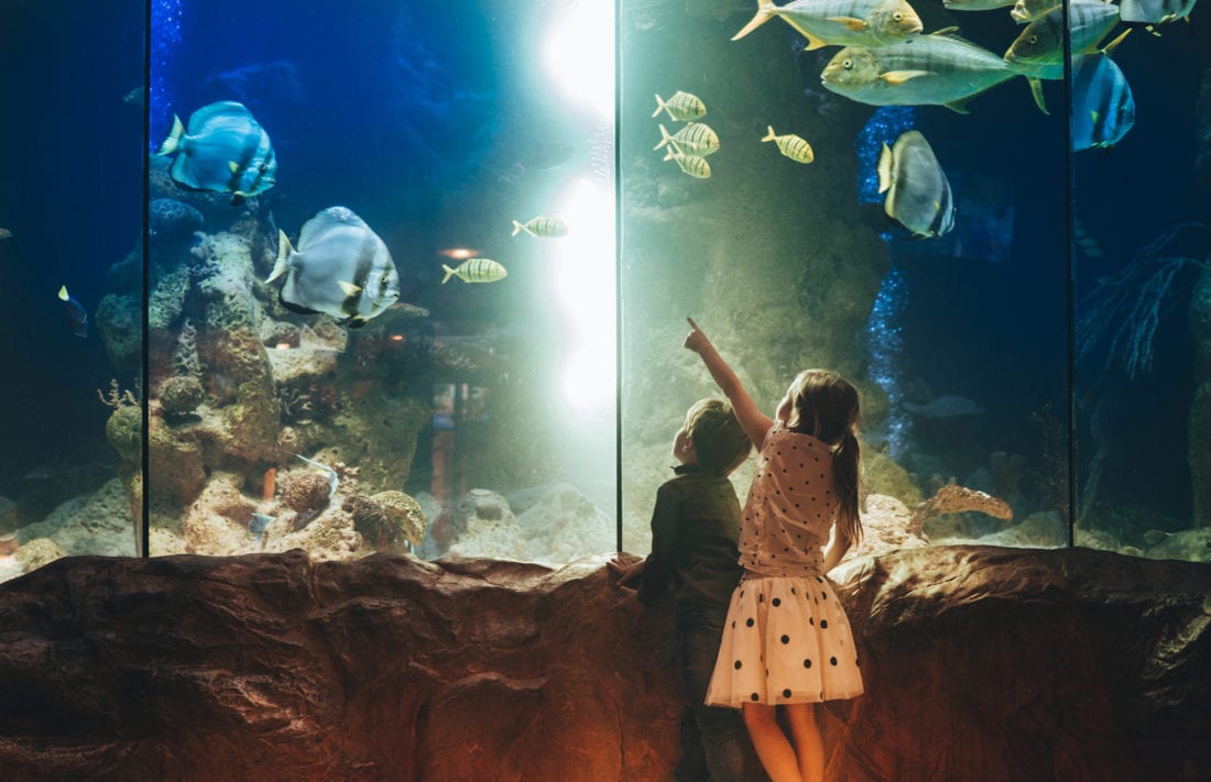 Kids looking at an aquarium