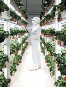 A worker in full-body suit tending to vertical crops of strawberries at Oishii's commercial indoor farm.