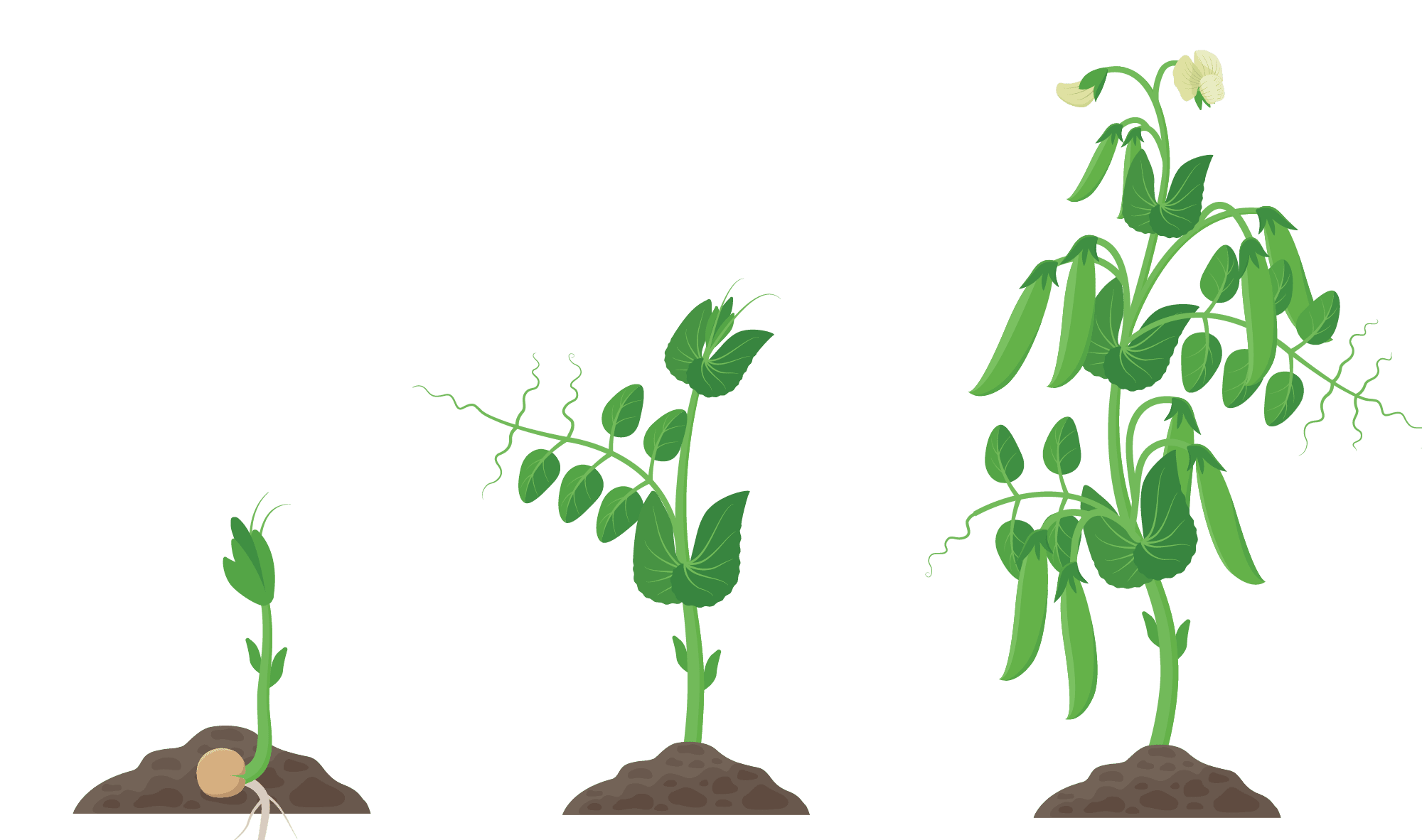 The life cycle of a green bean plant, starting as a seedling.