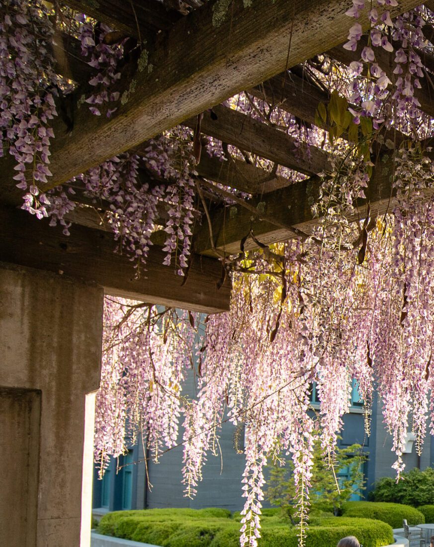 Wisteria overhanging a trellis on the Haas campus.