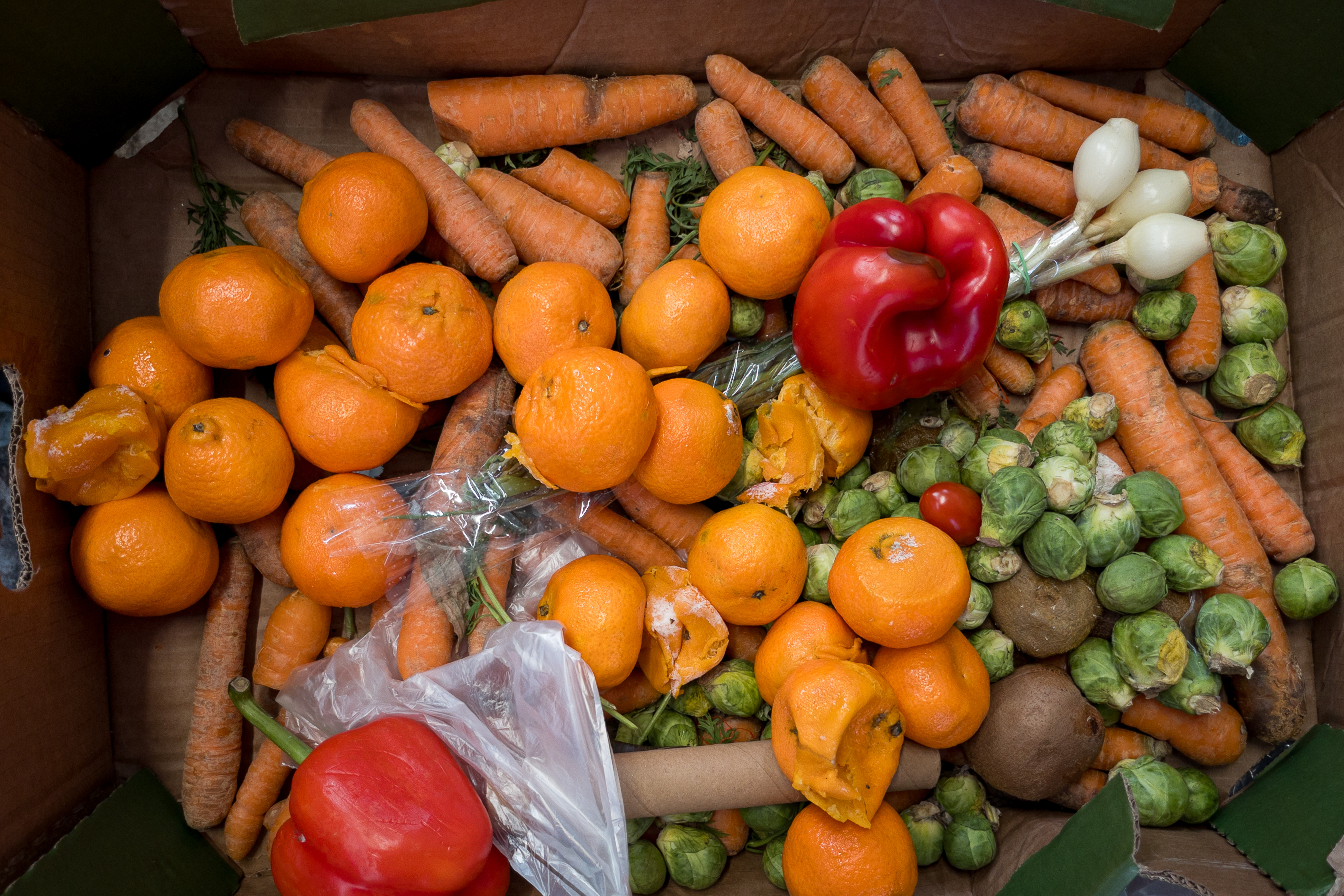 An array of bruised produce on the verge of going bad--oranges, carrots, red pepper and Brussels sprouts.